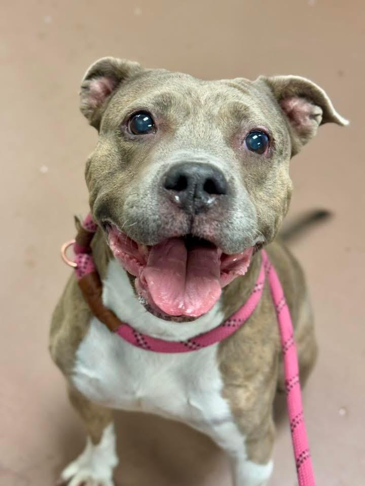 Enlarge Drina, a ADOPTABLE Pit Bull Terrier in Chicago, IL image 1/5