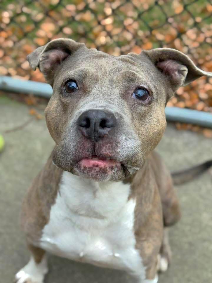 Enlarge Drina, a ADOPTABLE Pit Bull Terrier in Chicago, IL image 2/5