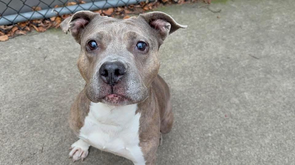 Enlarge Drina, a ADOPTABLE Pit Bull Terrier in Chicago, IL image 3/5