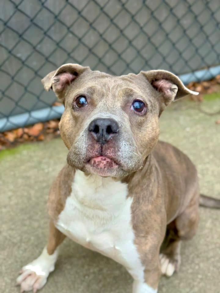 Enlarge Drina, a ADOPTABLE Pit Bull Terrier in Chicago, IL image 4/5