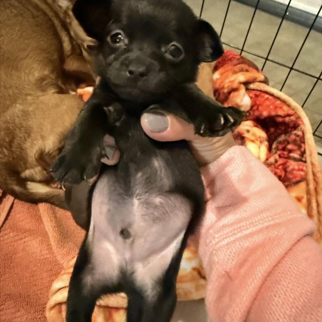 Enlarge Teeny, a Adoptable mixed breed in Brentwood, CA image 1/1