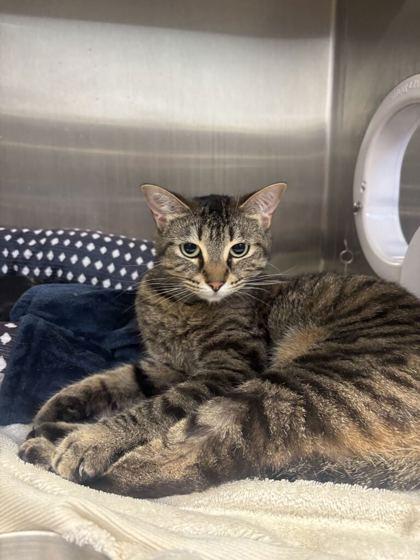 Enlarge Pumbaa, a Adoptable mixed breed in Lafayette, IN image 2/2