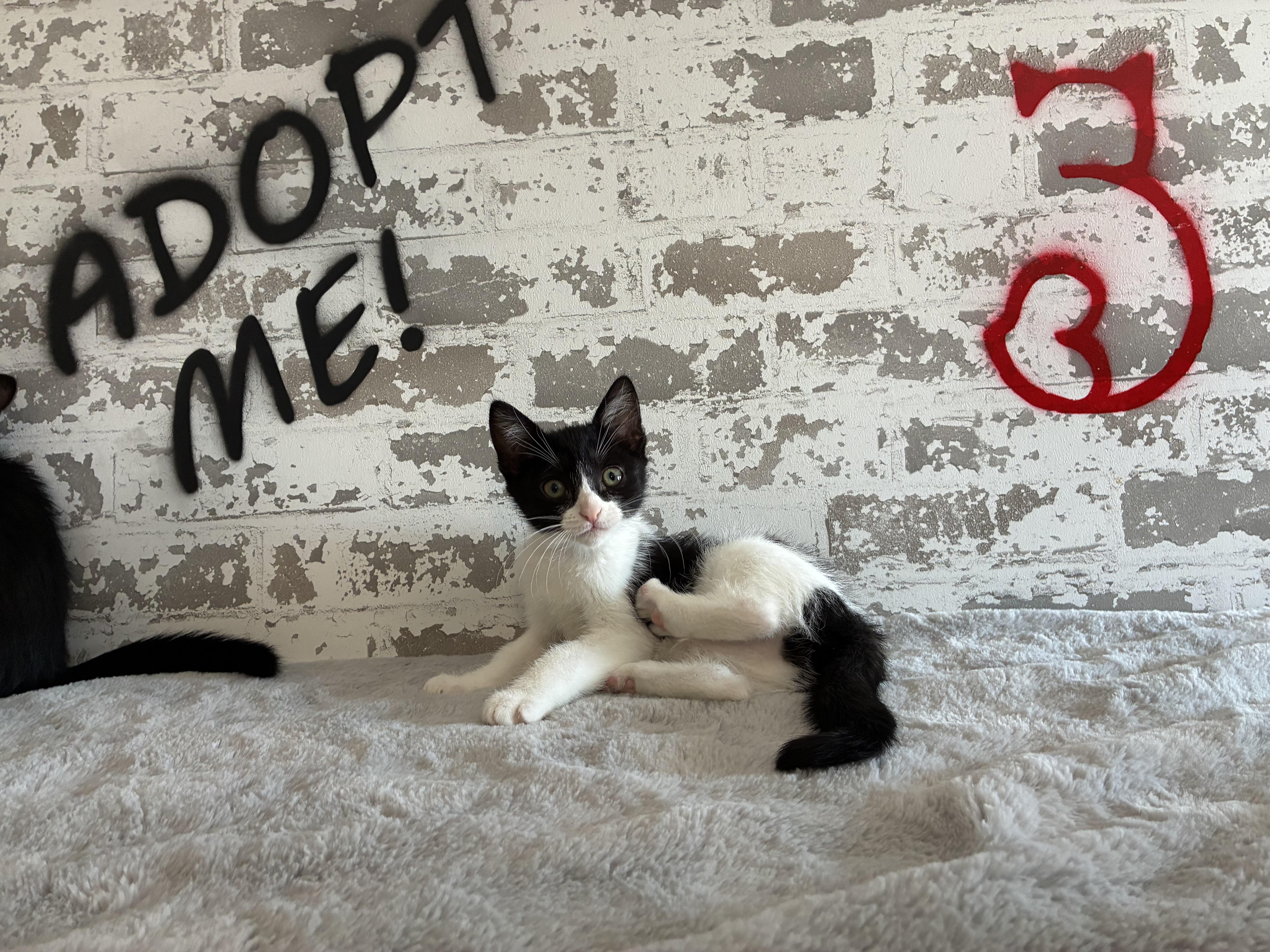 Enlarge Charlotte, an adopted mixed breed in queen creek, AZ image 2/6