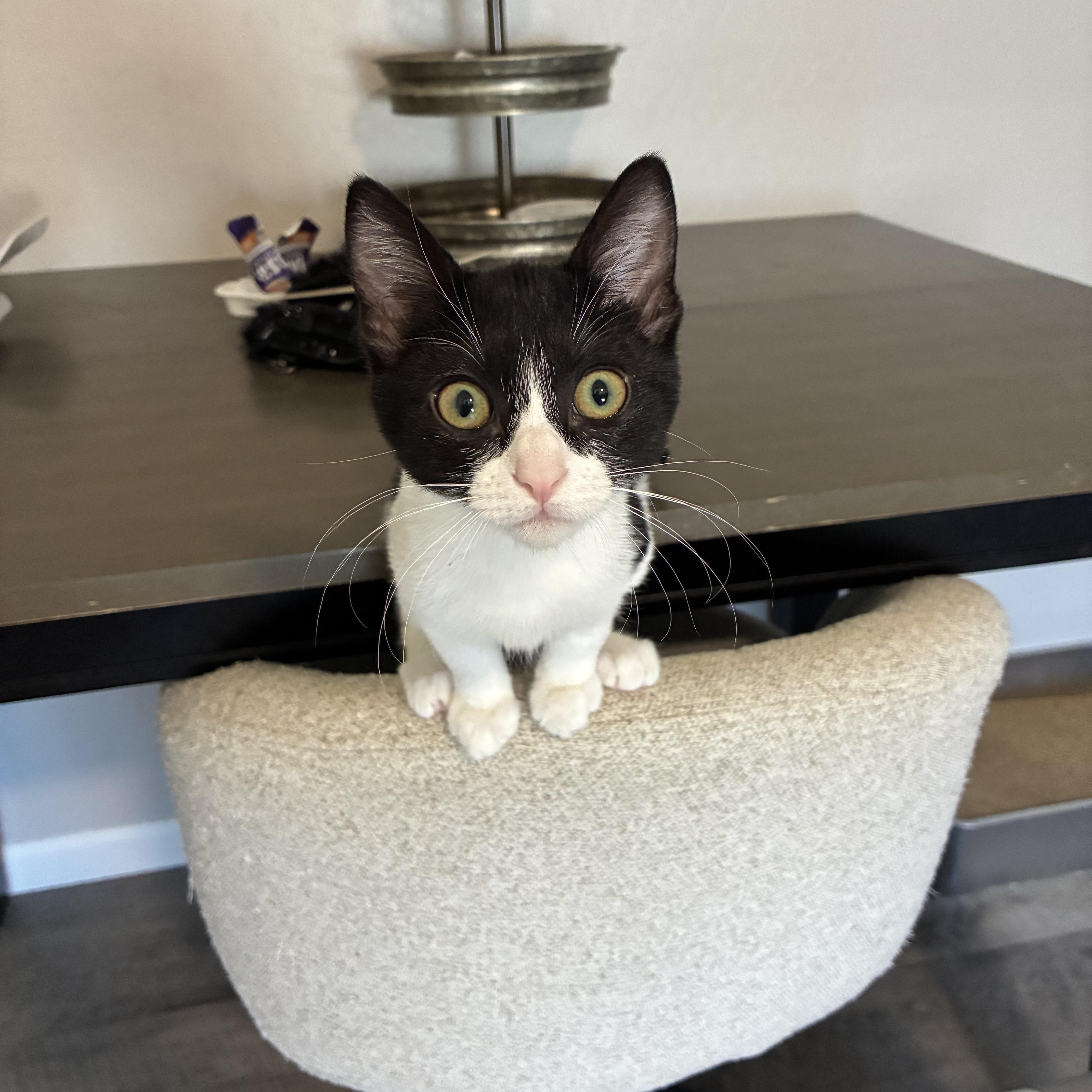 Enlarge Charlotte, an adopted mixed breed in queen creek, AZ image 5/6