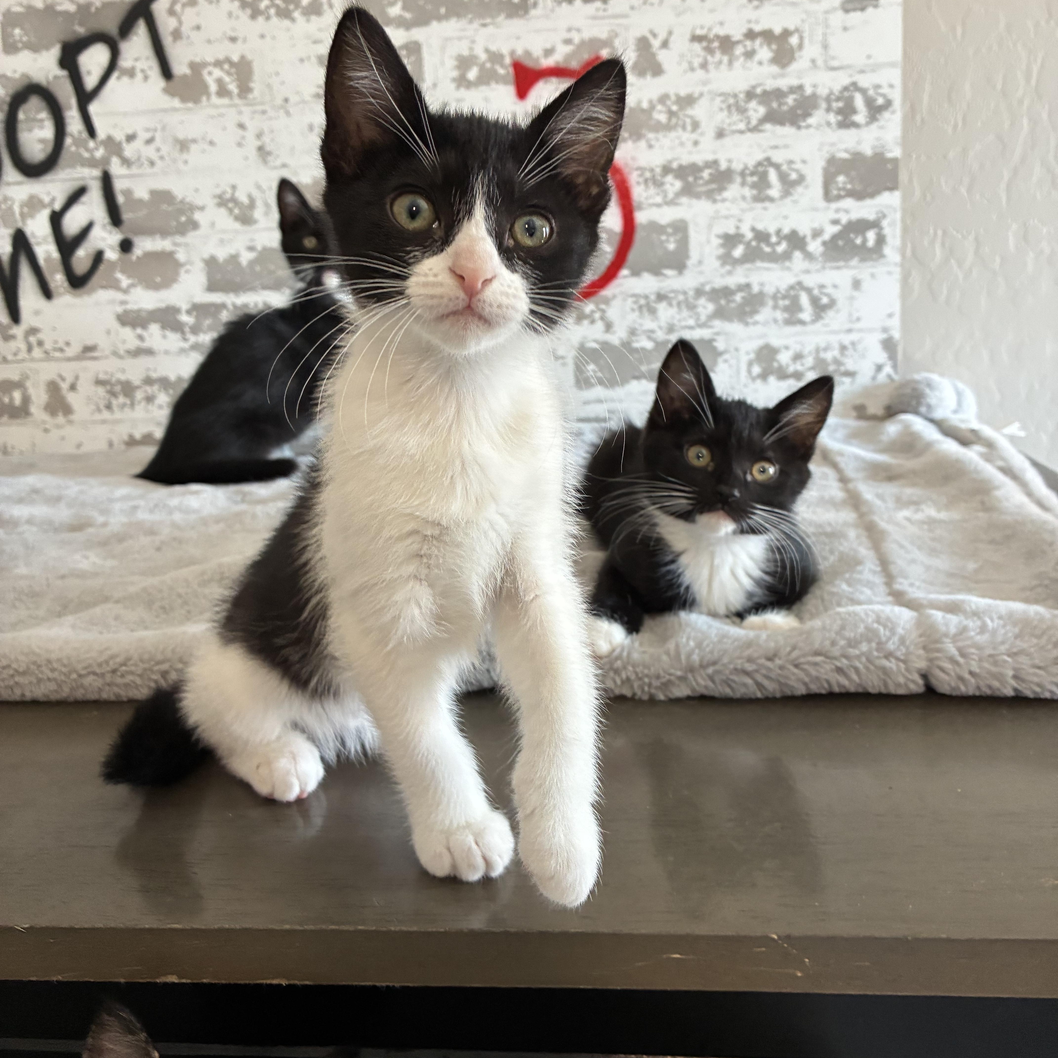 Charlotte, adopted, Kitten Female Domestic Short Hair & Ragdoll.