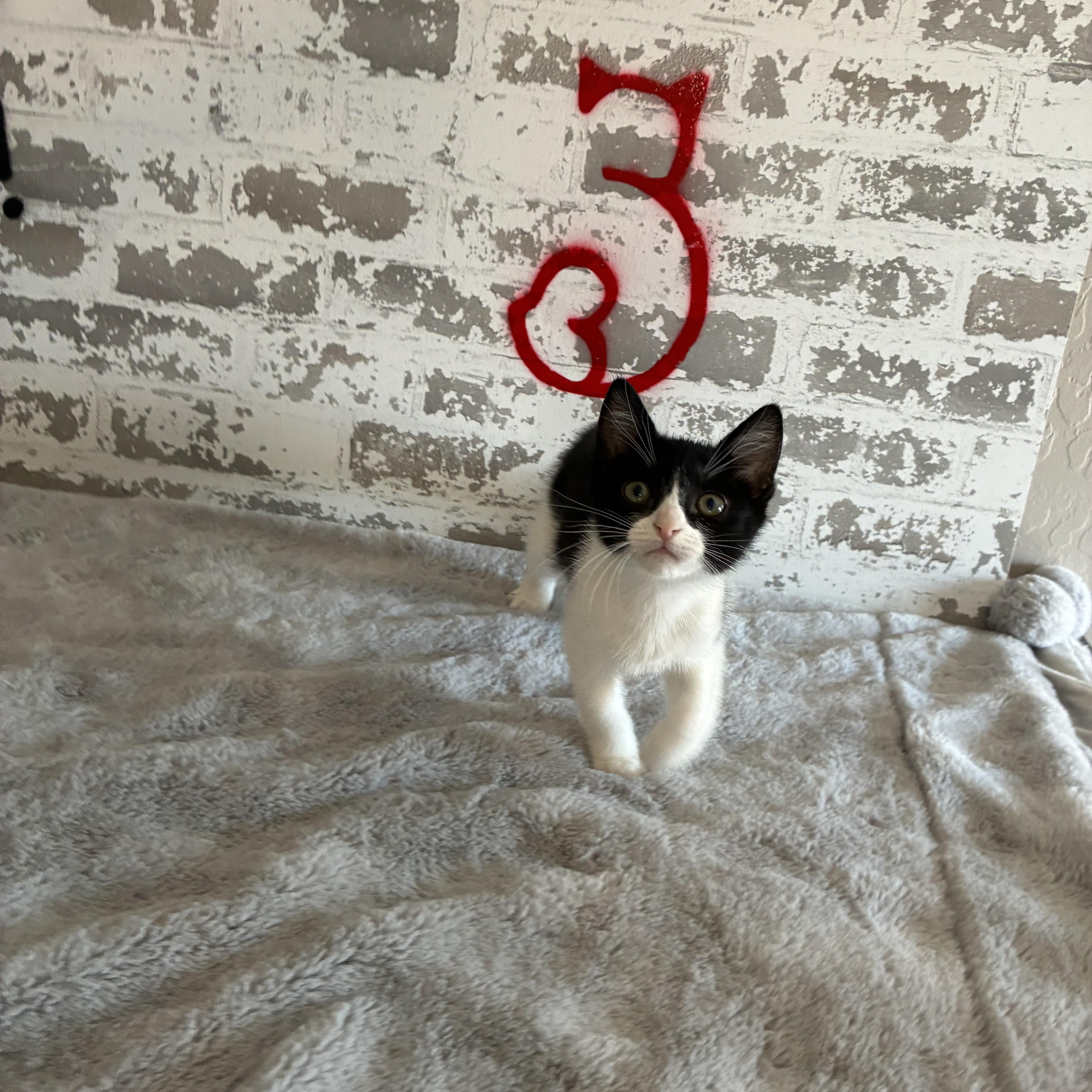 Enlarge Charlotte, an adopted mixed breed in queen creek, AZ image 6/6