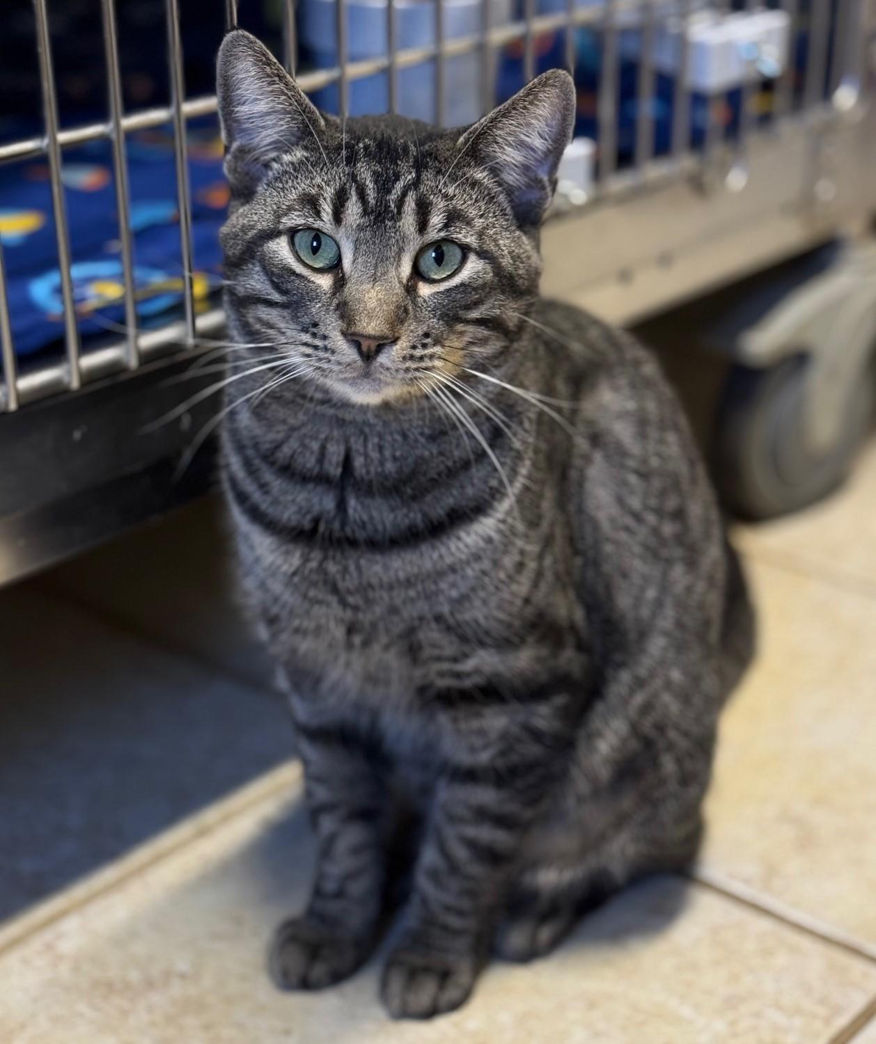 Barcode, Adoptable, Adult Male Domestic Short Hair.