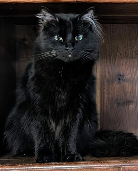 Beasty 2