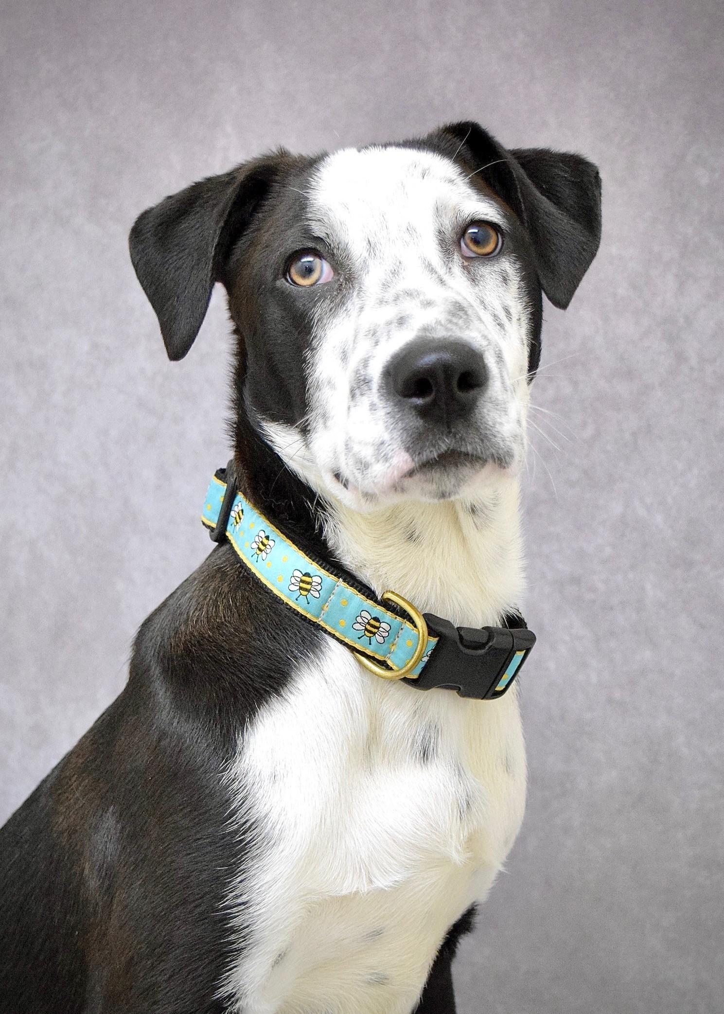 Masa, a ADOPTABLE mixed breed in Dublin, CA image 6/6
