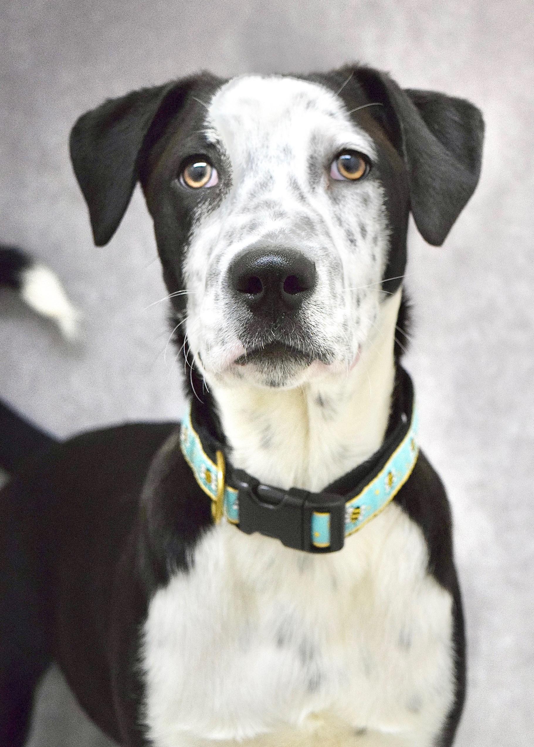 Masa, a ADOPTABLE mixed breed in Dublin, CA image 3/6