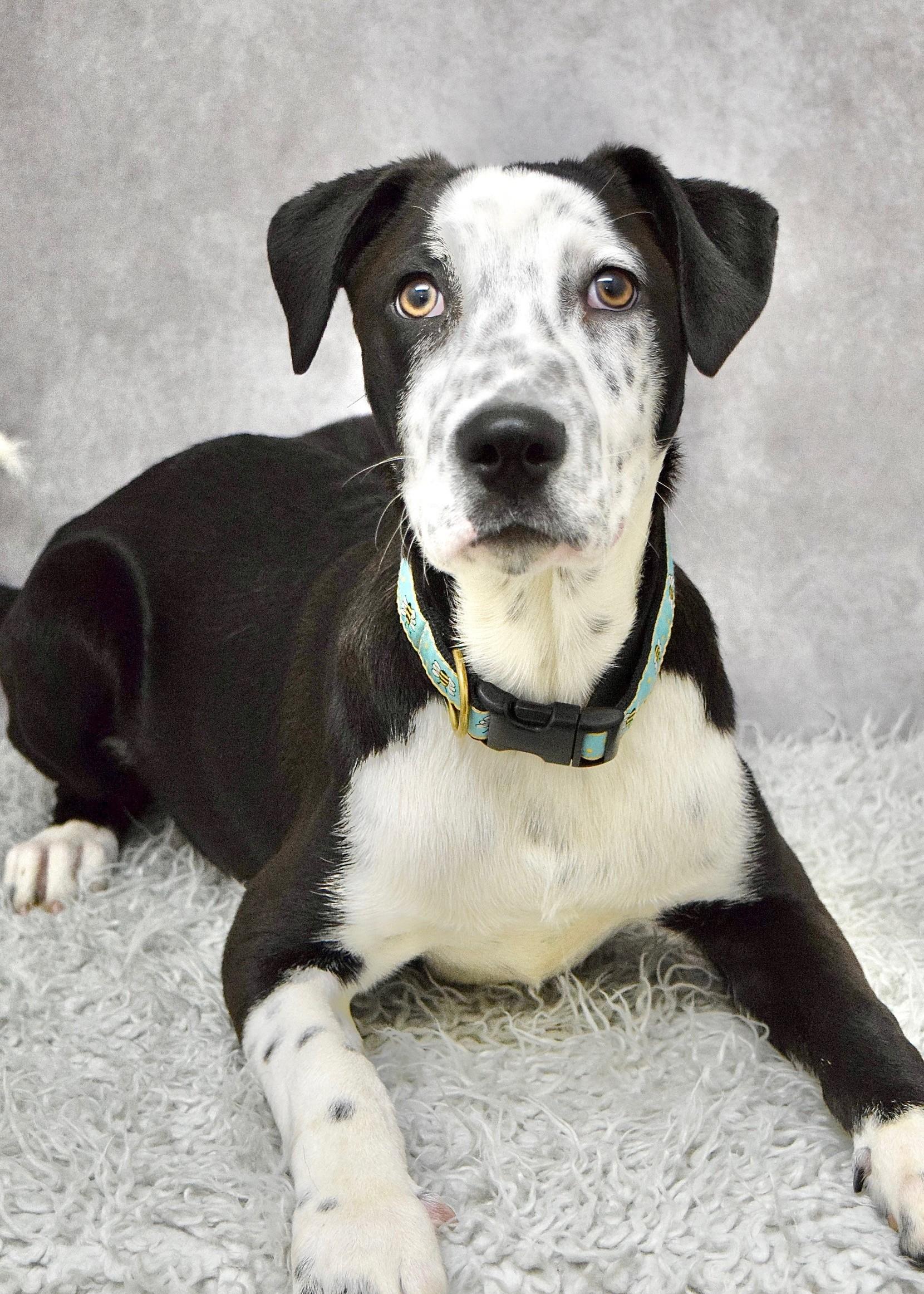 Masa, a ADOPTABLE mixed breed in Dublin, CA image 4/6