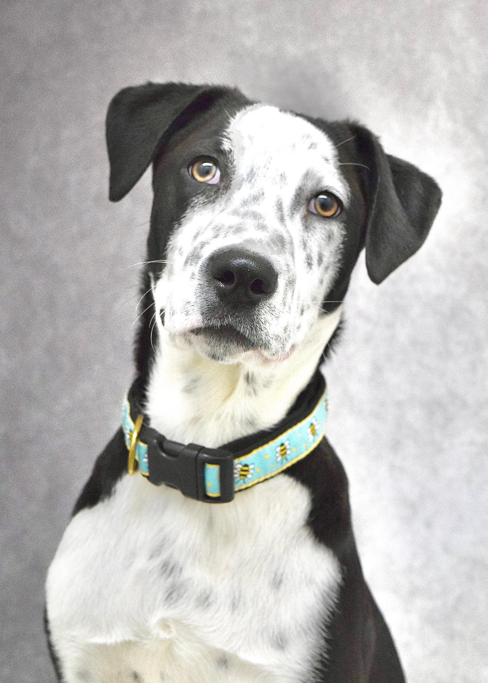 Masa, a ADOPTABLE mixed breed in Dublin, CA image 2/6