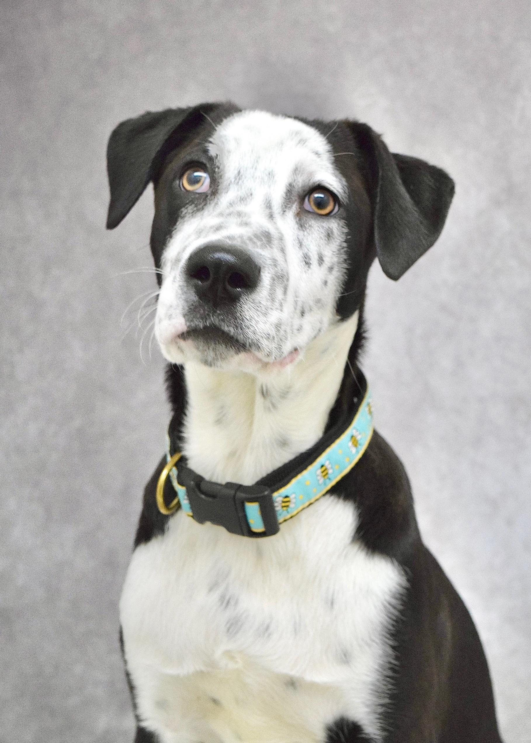 Masa, a ADOPTABLE mixed breed in Dublin, CA image 1/6