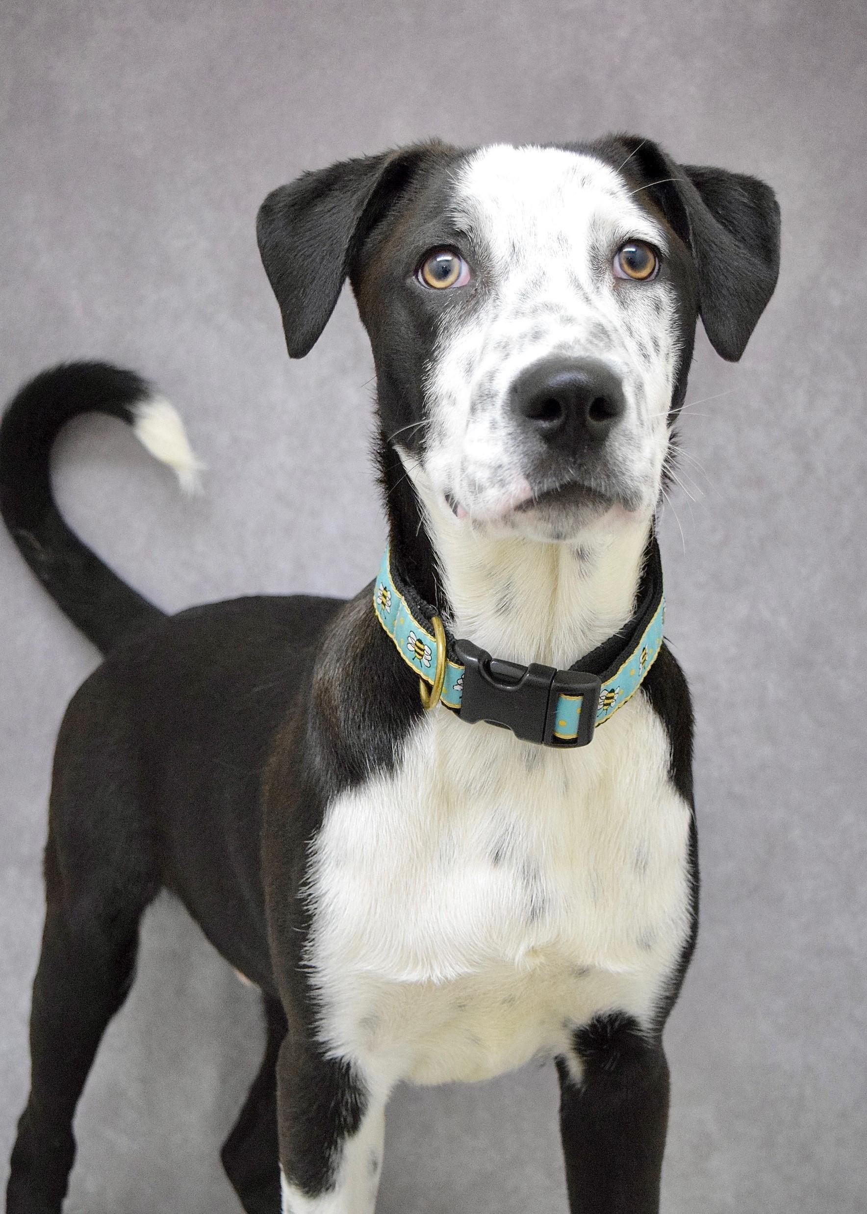 Masa, a ADOPTABLE mixed breed in Dublin, CA image 5/6