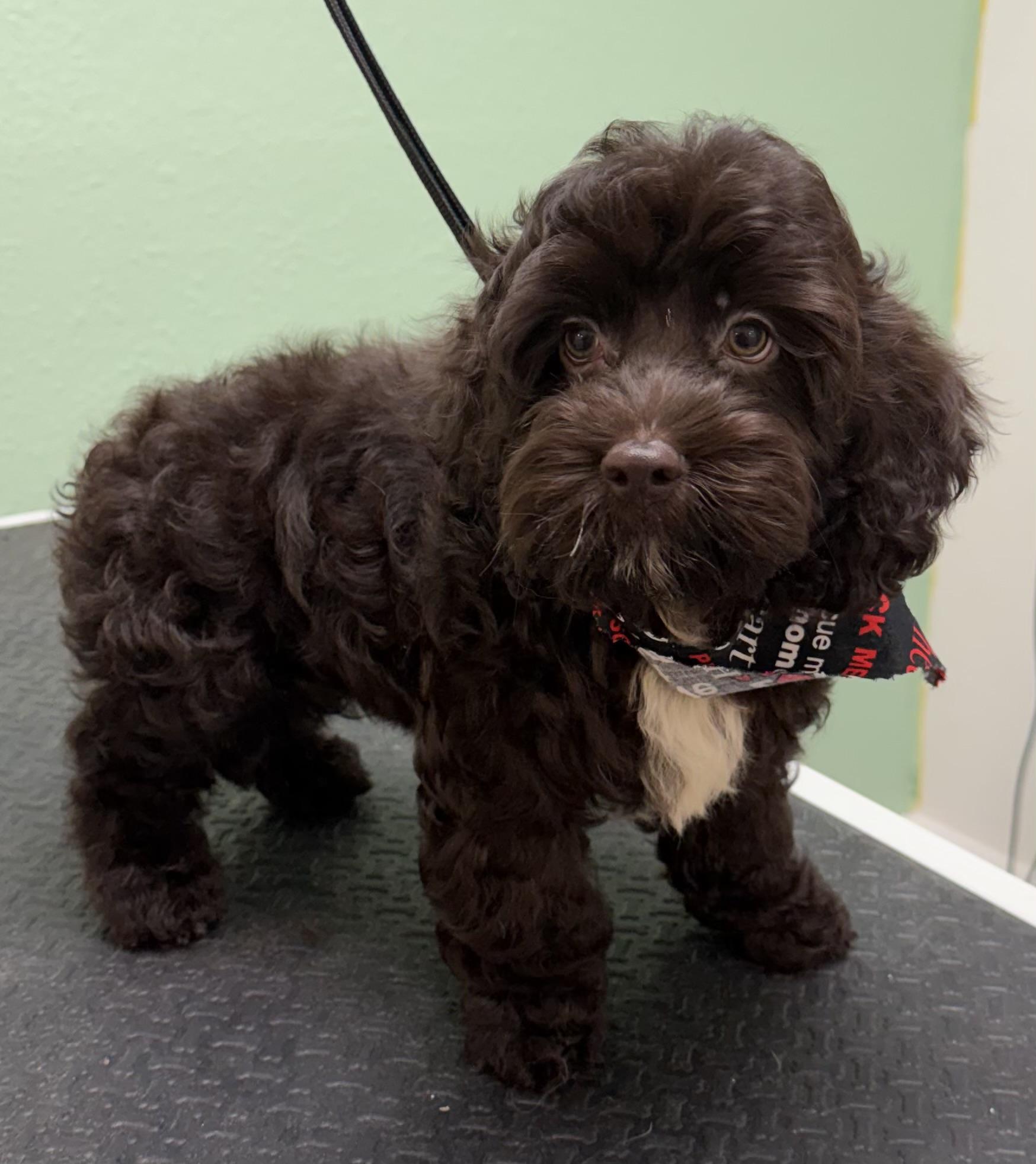 Enlarge Rolo, an adopted mixed breed in Overland Park, KS image 1/1