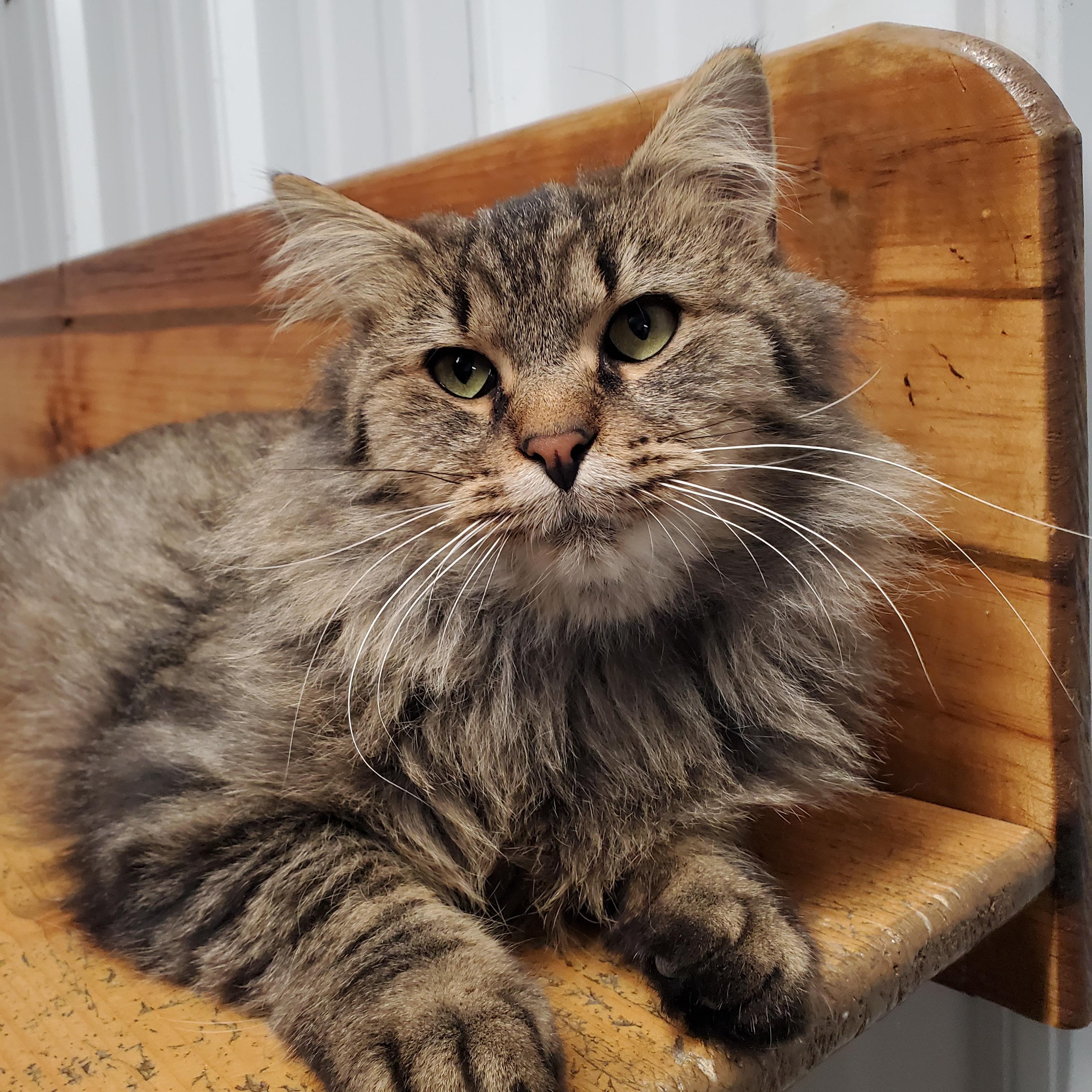 Chestnut, Adoptable, Young Male Domestic Medium Hair.
