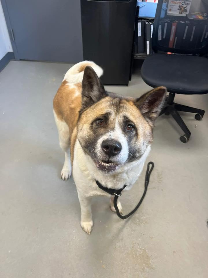 Enlarge Marley , a ADOPTABLE Akita in Zanesville, OH image 2/3