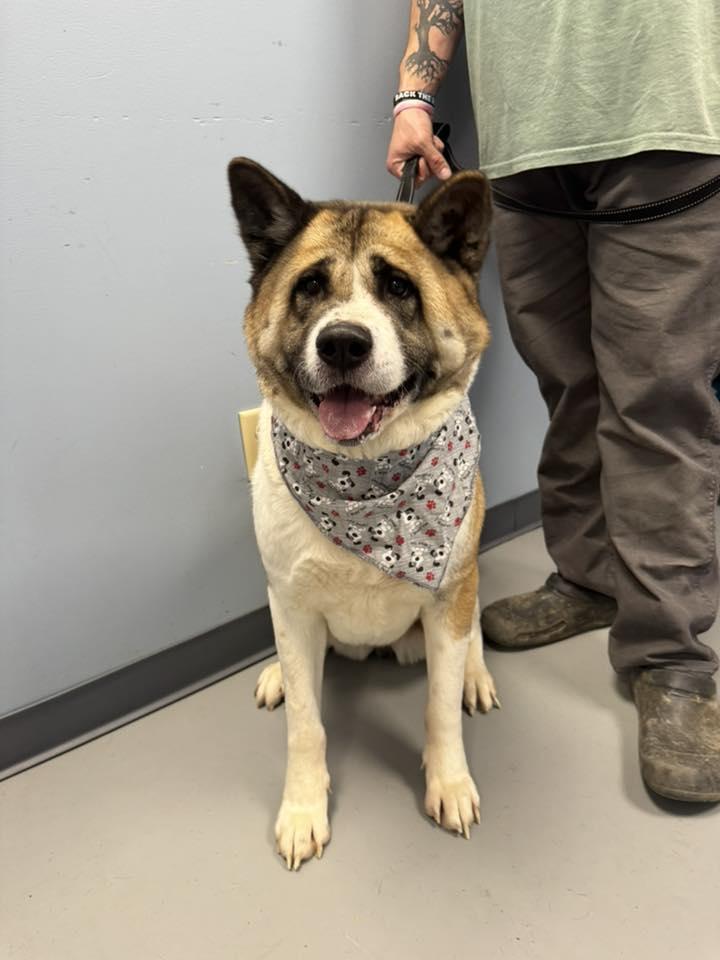 Enlarge Marley , a ADOPTABLE Akita in Zanesville, OH image 3/3