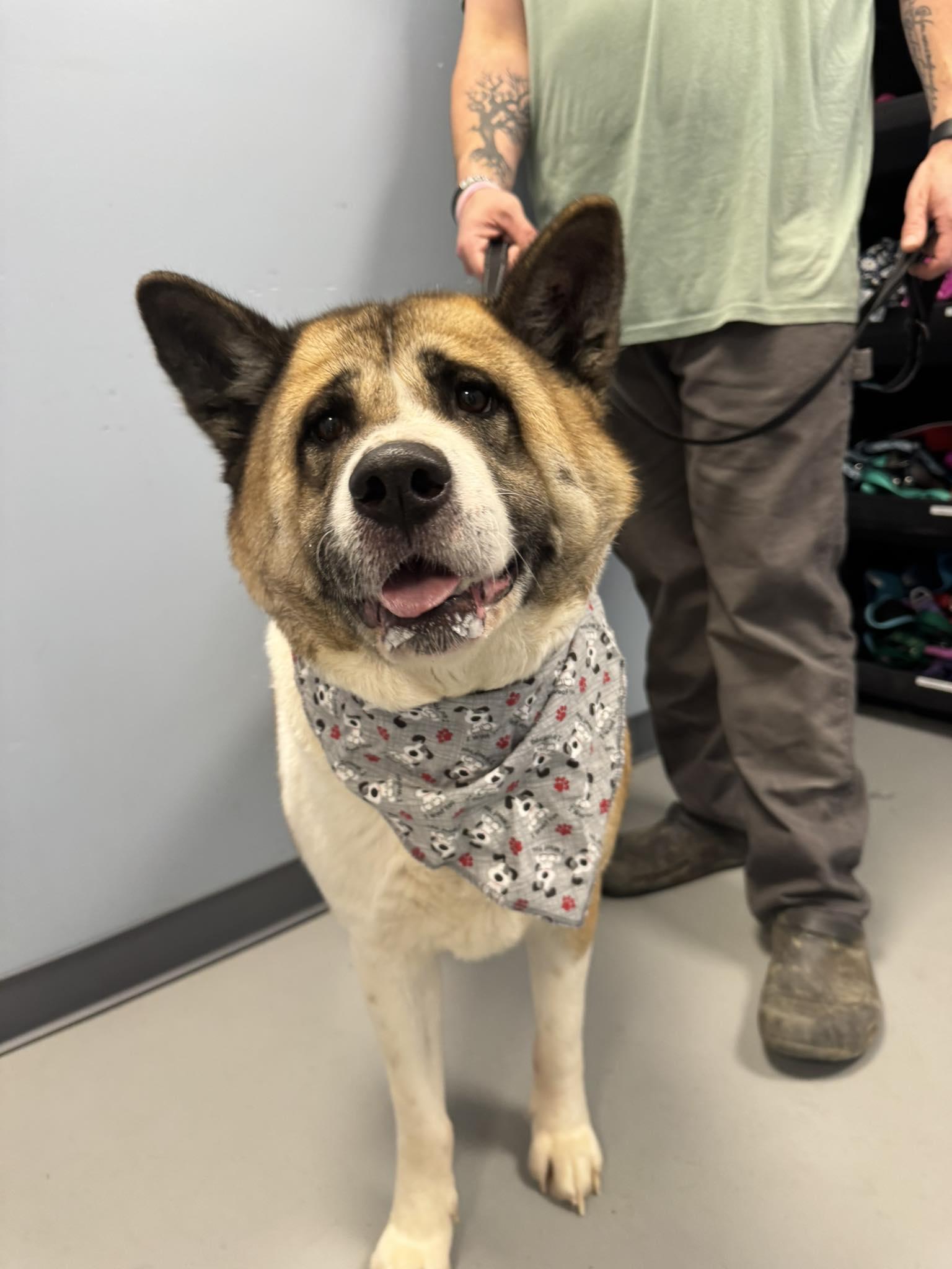 Enlarge Marley , a ADOPTABLE Akita in Zanesville, OH image 1/3