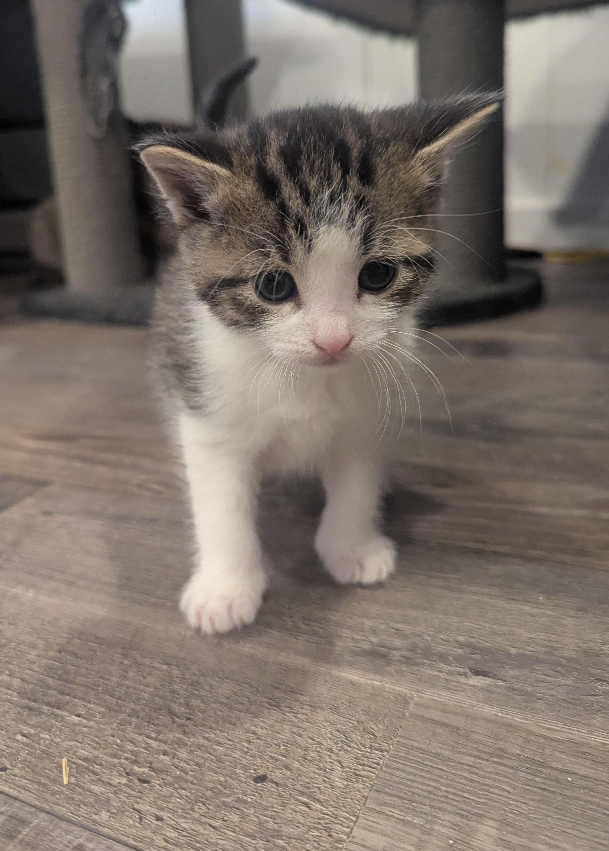 Benylin, Baby Male Domestic Short Hair