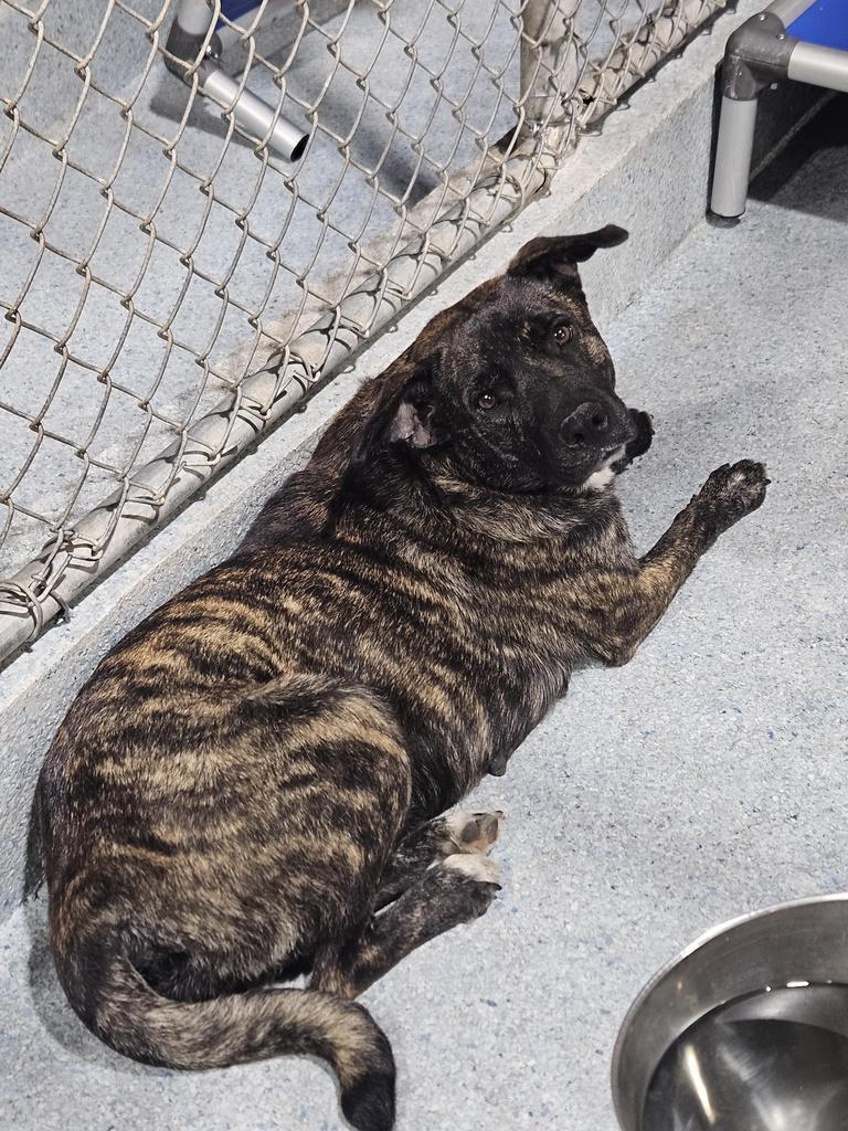 Enlarge Gracie, a Adoptable mixed breed in Livingston, LA image 1/3