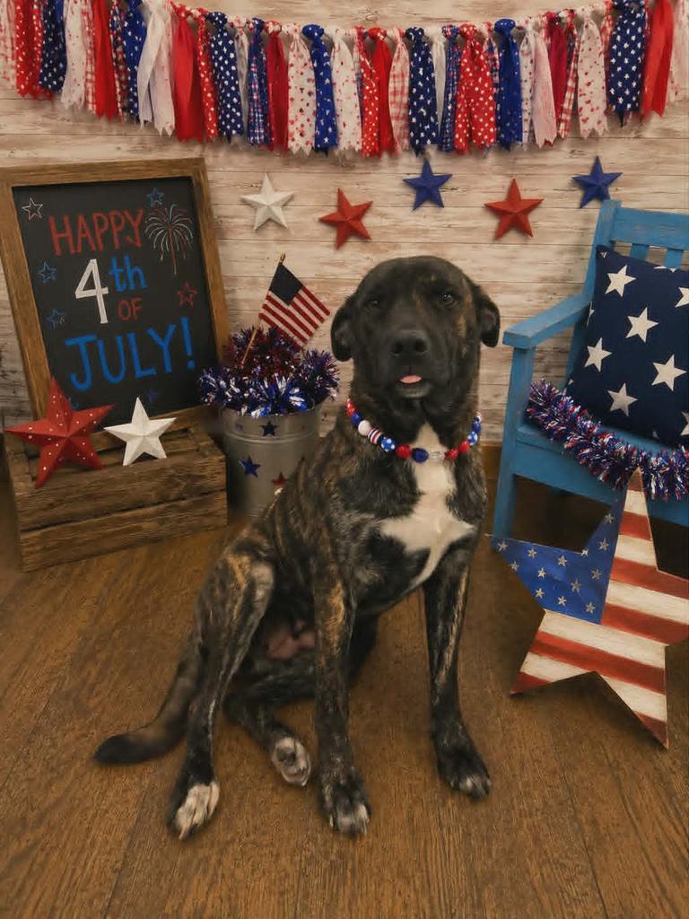 Enlarge Gracie, a Adoptable mixed breed in Livingston, LA image 2/3