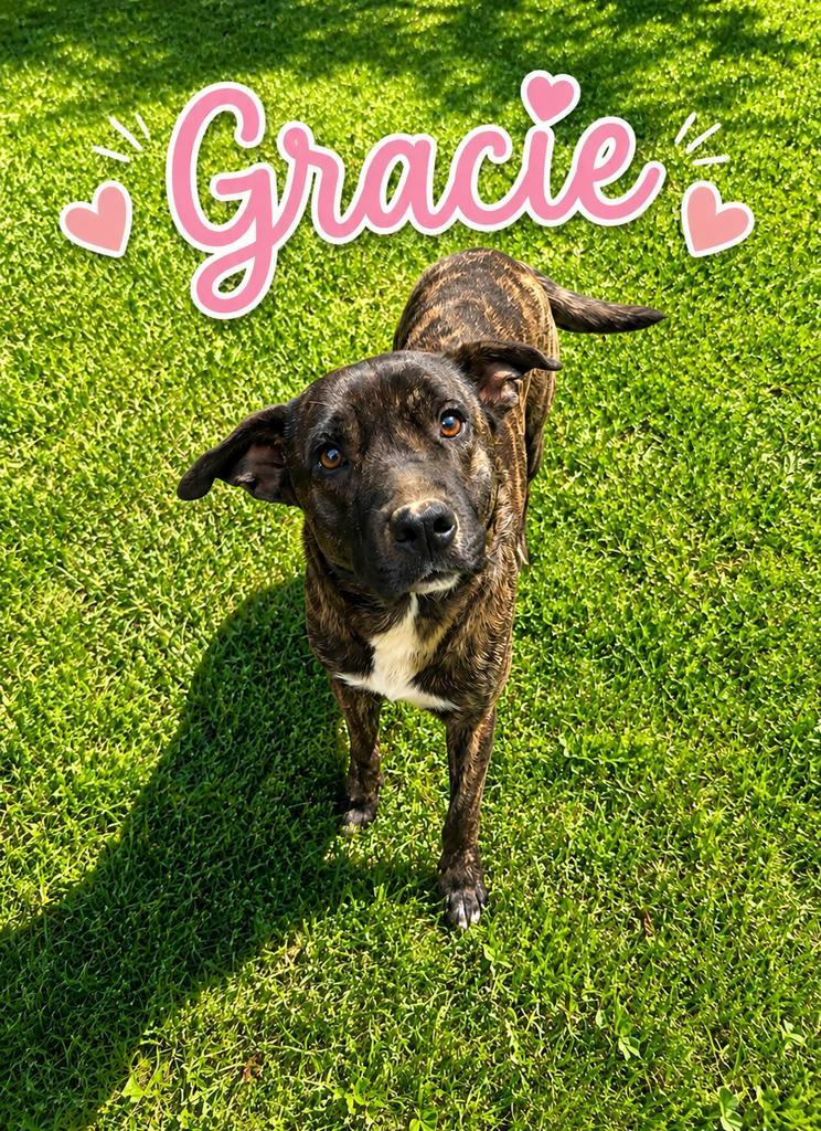 Enlarge Gracie, a Adoptable mixed breed in Livingston, LA image 3/3