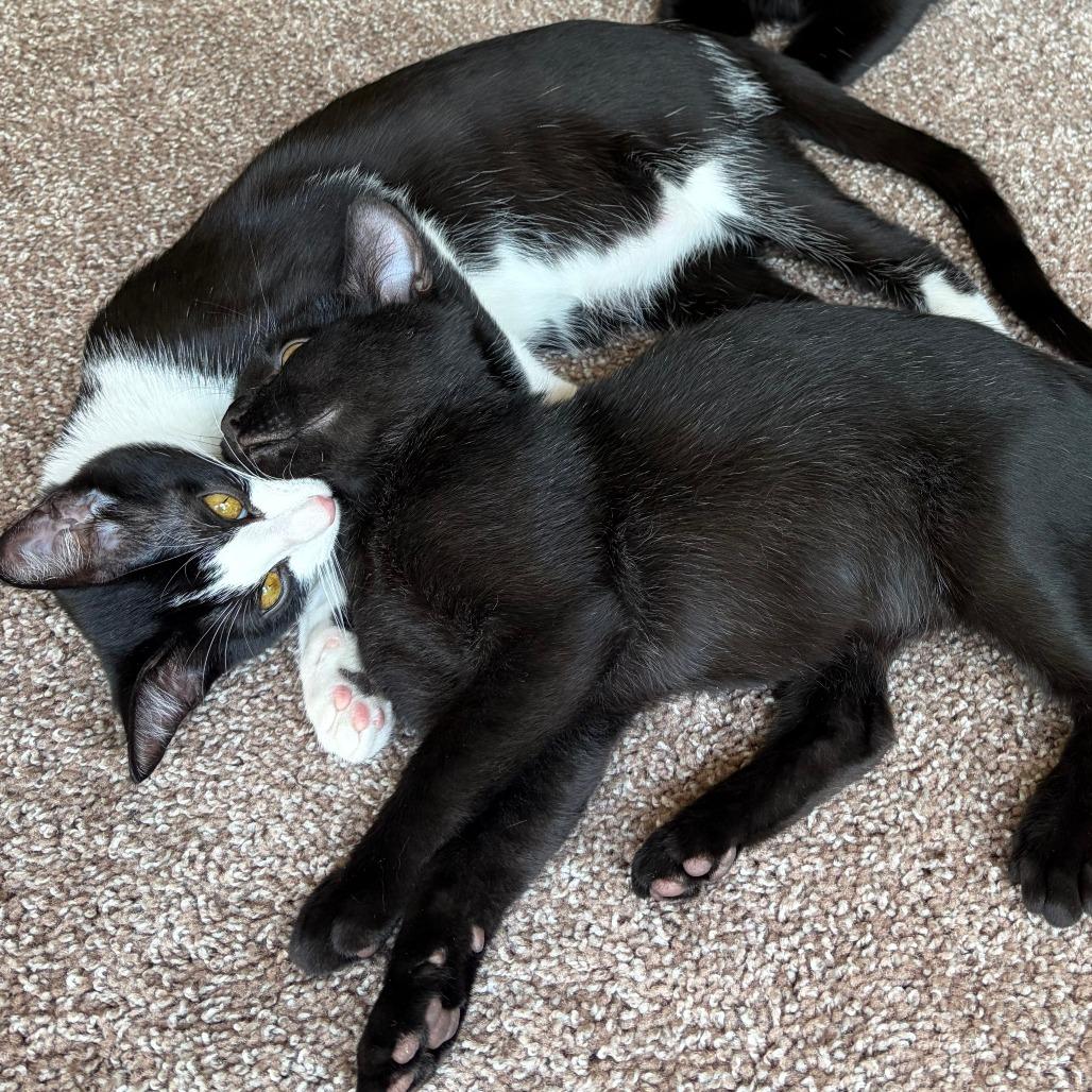 Enlarge Edwin, a Adoptable Domestic Short Hair in Prosper, TX image 2/3