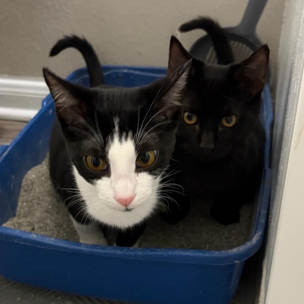 Enlarge Edwin, a Adoptable Domestic Short Hair in Prosper, TX image 3/3