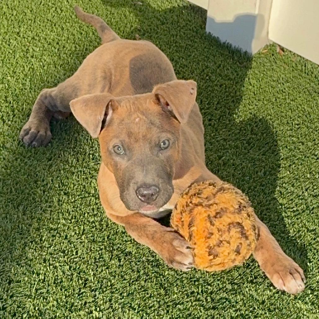 Neapolitan, Adoptable, Puppy Male Mixed Breed.