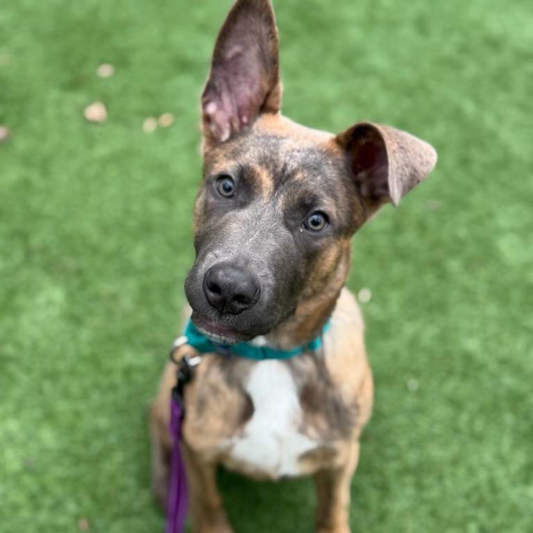 Enlarge Neapolitan, a Adoptable Mixed Breed in Naperville, IL image 2/6