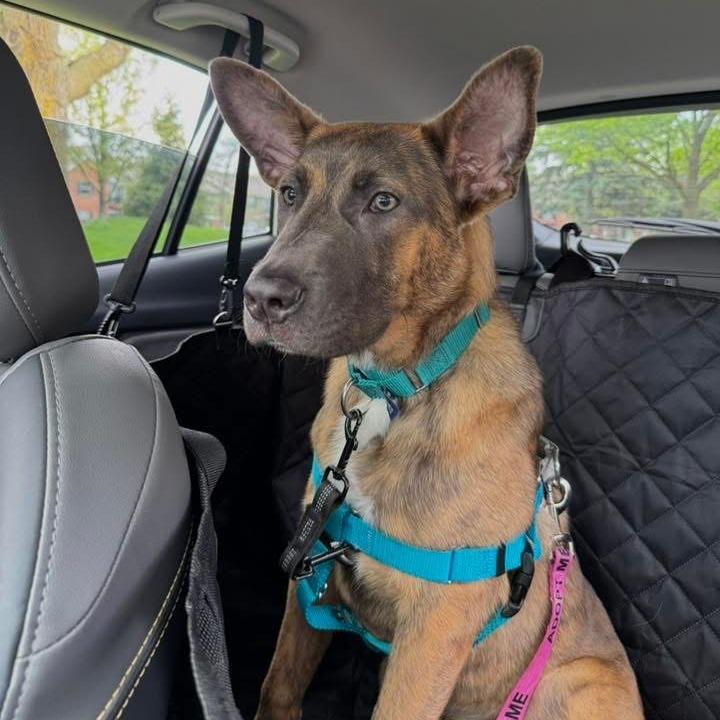 Neapolitan - In Foster to Adopt, a Adoptable Mixed Breed in Naperville, IL image 3/6