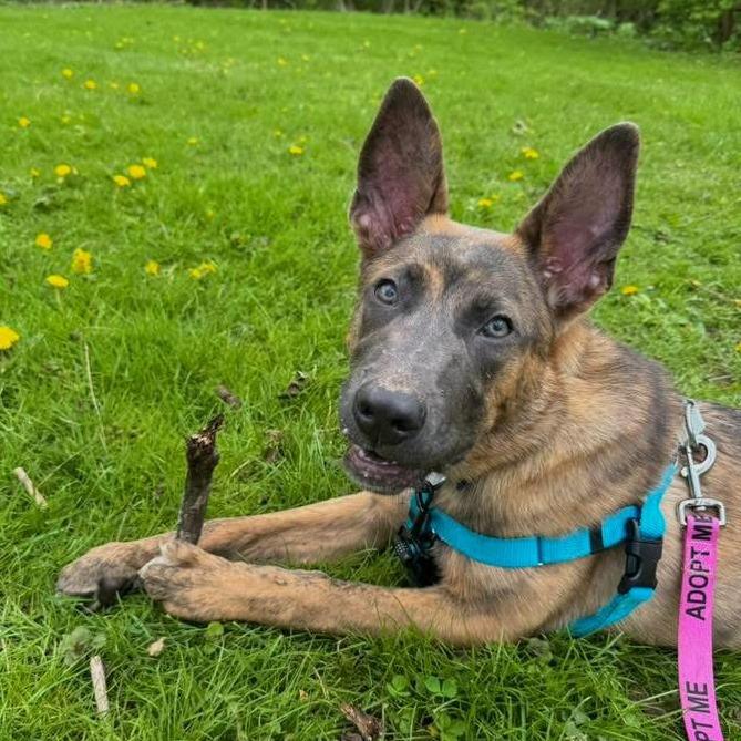 Neapolitan - In Foster to Adopt, a Adoptable Mixed Breed in Naperville, IL image 4/6