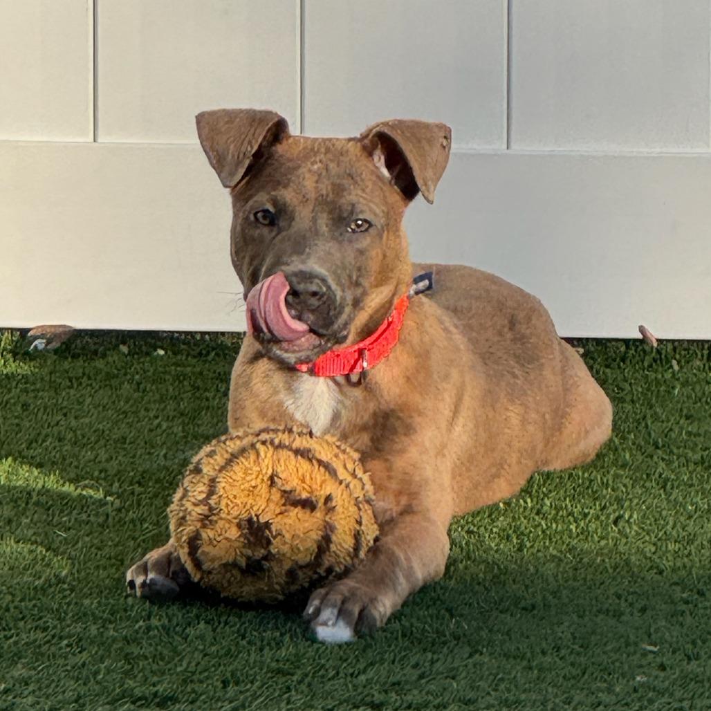 Enlarge Neapolitan, a Adoptable Mixed Breed in Naperville, IL image 3/6