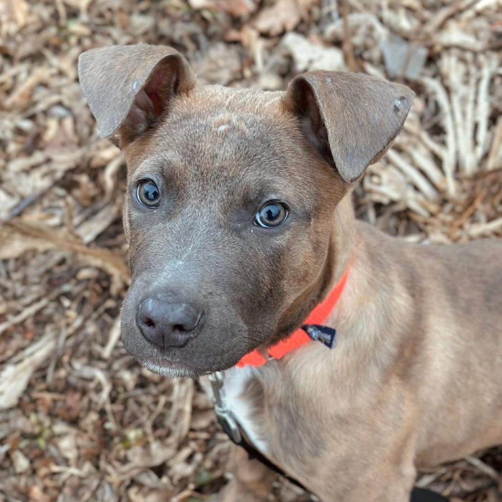 Enlarge Neapolitan, a Adoptable Mixed Breed in Naperville, IL image 4/6