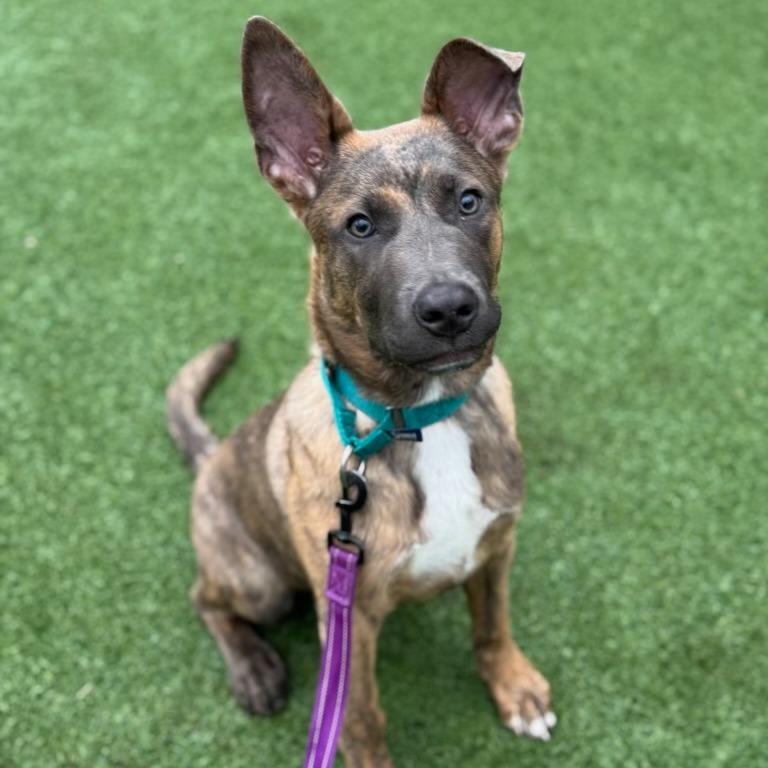 Enlarge Neapolitan, a Adoptable Mixed Breed in Naperville, IL image 5/6