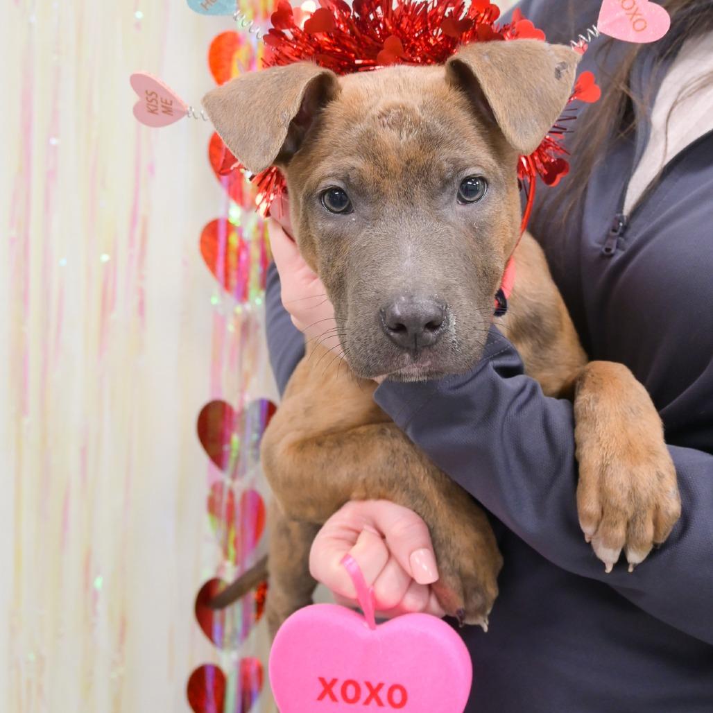 Enlarge Neapolitan, a Adoptable Mixed Breed in Naperville, IL image 5/6