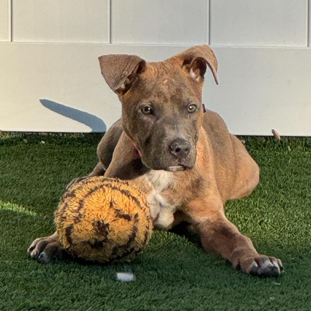 Enlarge Neapolitan, a Adoptable Mixed Breed in Naperville, IL image 6/6
