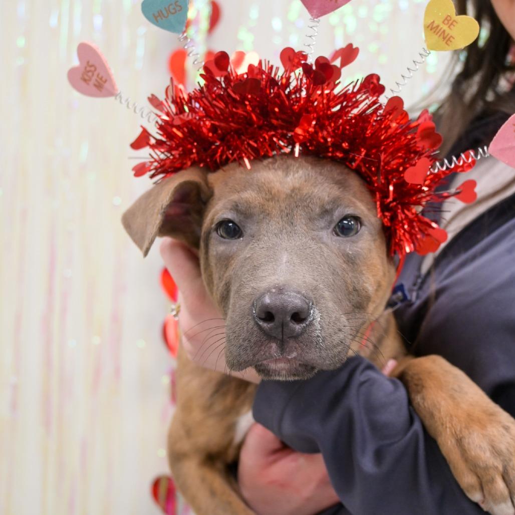 Enlarge Neapolitan, a Adoptable Mixed Breed in Naperville, IL image 6/6