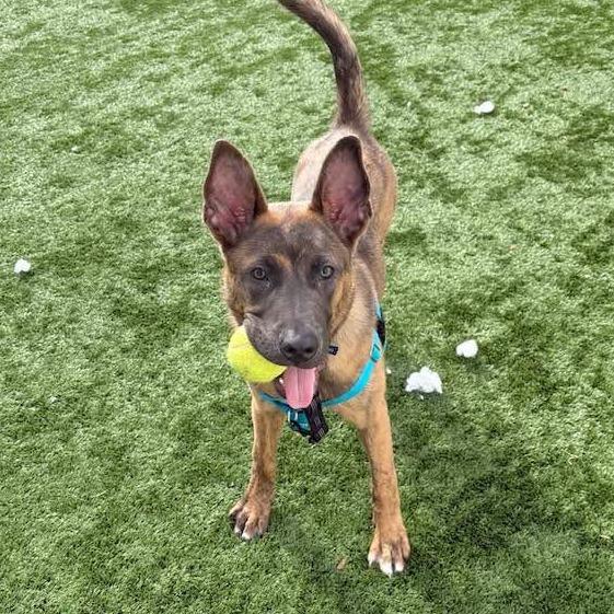 Neapolitan - In Foster to Adopt, a Adoptable Mixed Breed in Naperville, IL image 6/6