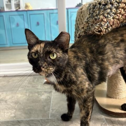 Enlarge Queenie - CHOW HOUND - ADOPTION PENDING, an adopted Tortoiseshell in Grand Rapids, MI image 2/4