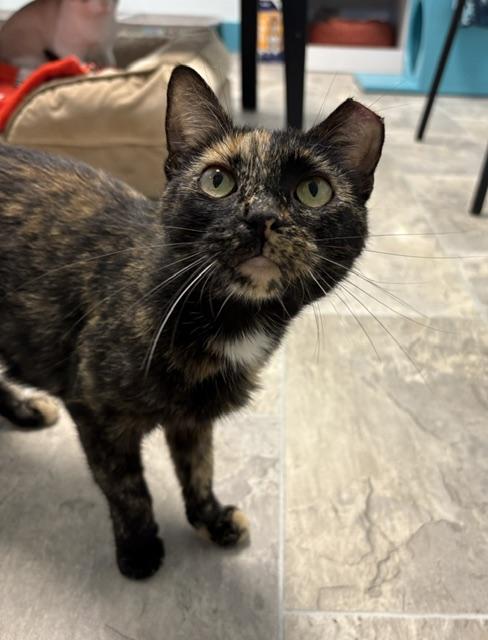 Enlarge Queenie - CHOW HOUND - ADOPTION PENDING, an adopted Tortoiseshell in Grand Rapids, MI image 3/4