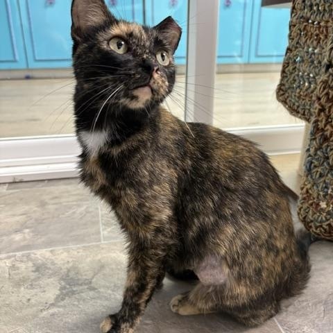 Queenie - CHOW HOUND - ADOPTION PENDING, adopted, Young Female Tortoiseshell.