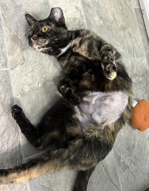 Enlarge Queenie - CHOW HOUND - ADOPTION PENDING, an adopted Tortoiseshell in Grand Rapids, MI image 4/4