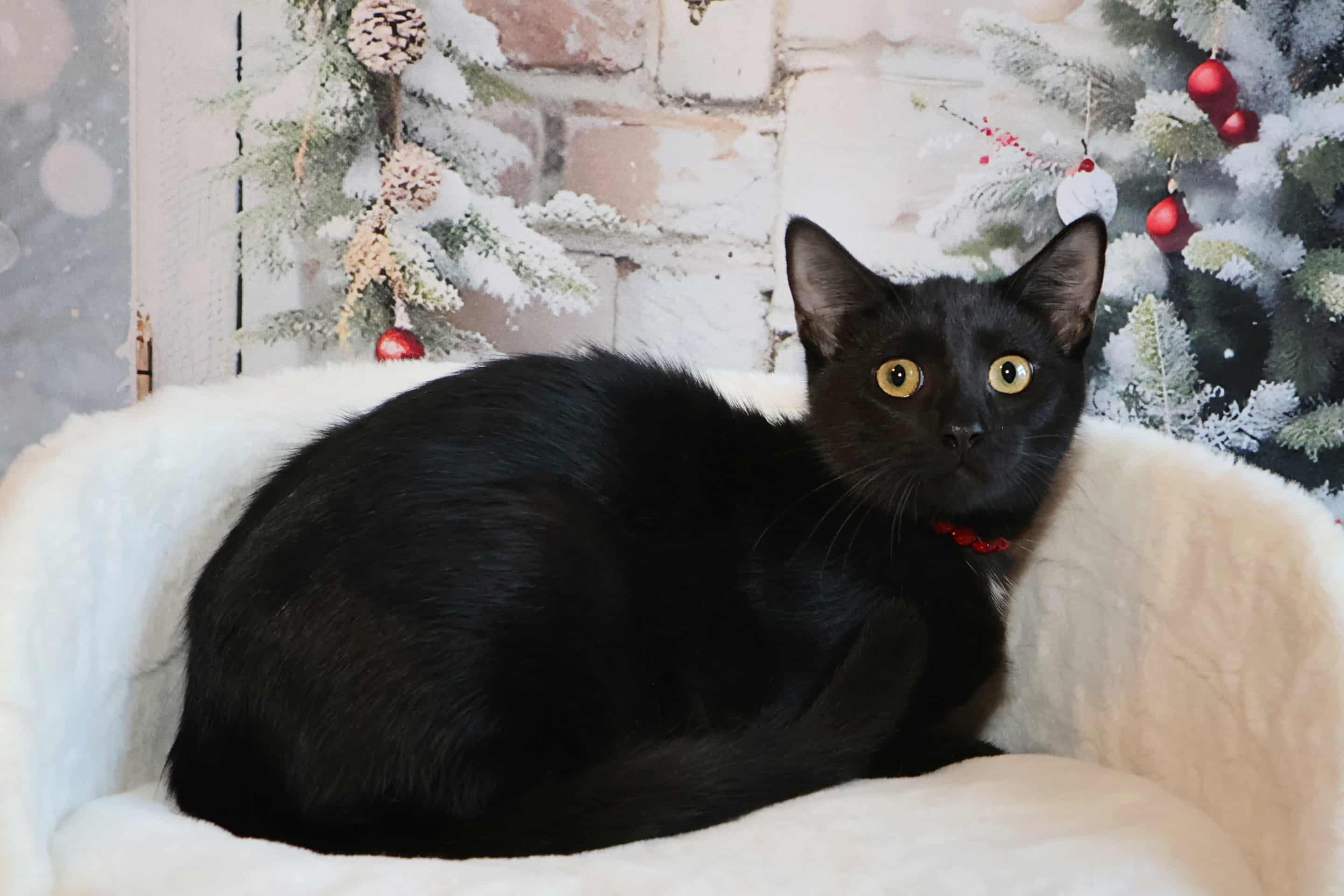 Dot, Adoptable, Young Female Domestic Short Hair.