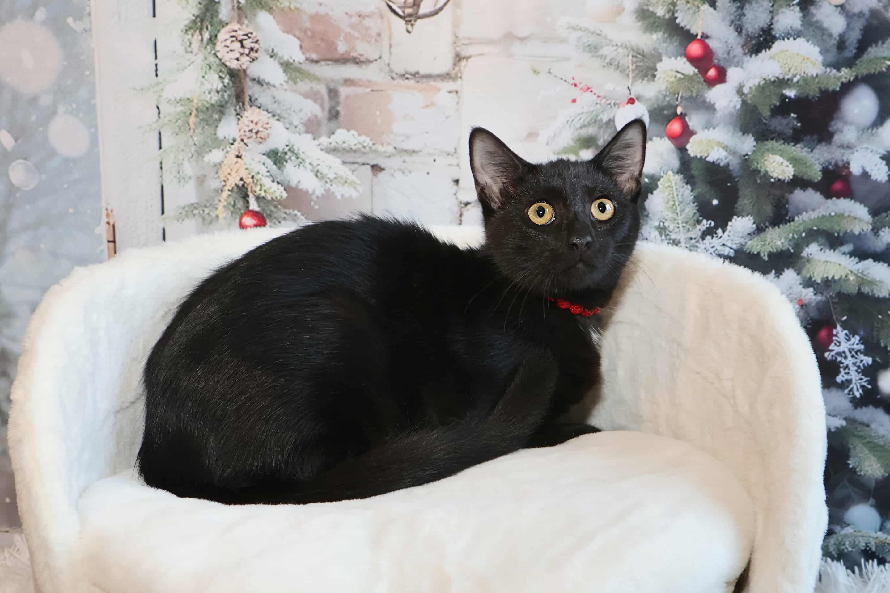 Enlarge Dot, a Adoptable Domestic Short Hair in Overland Park, KS image 3/4