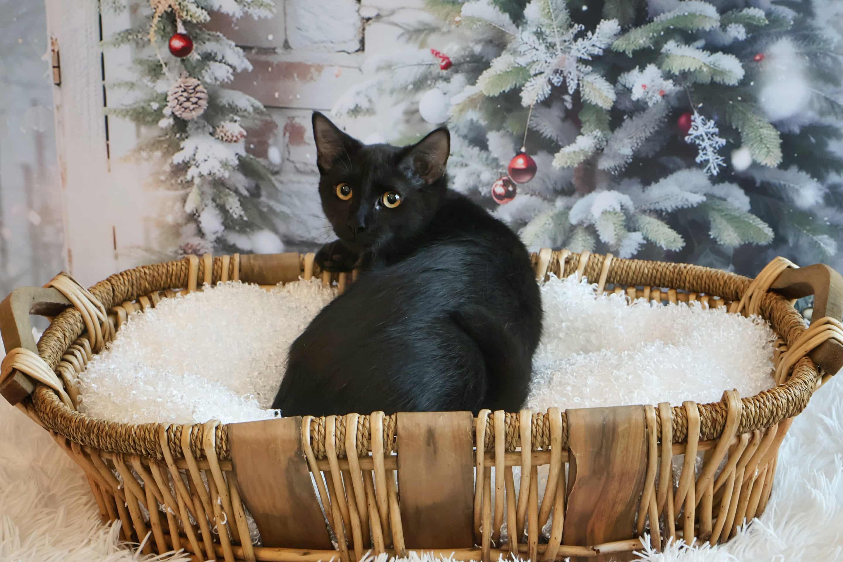 Enlarge Dot, a Adoptable Domestic Short Hair in Overland Park, KS image 4/4