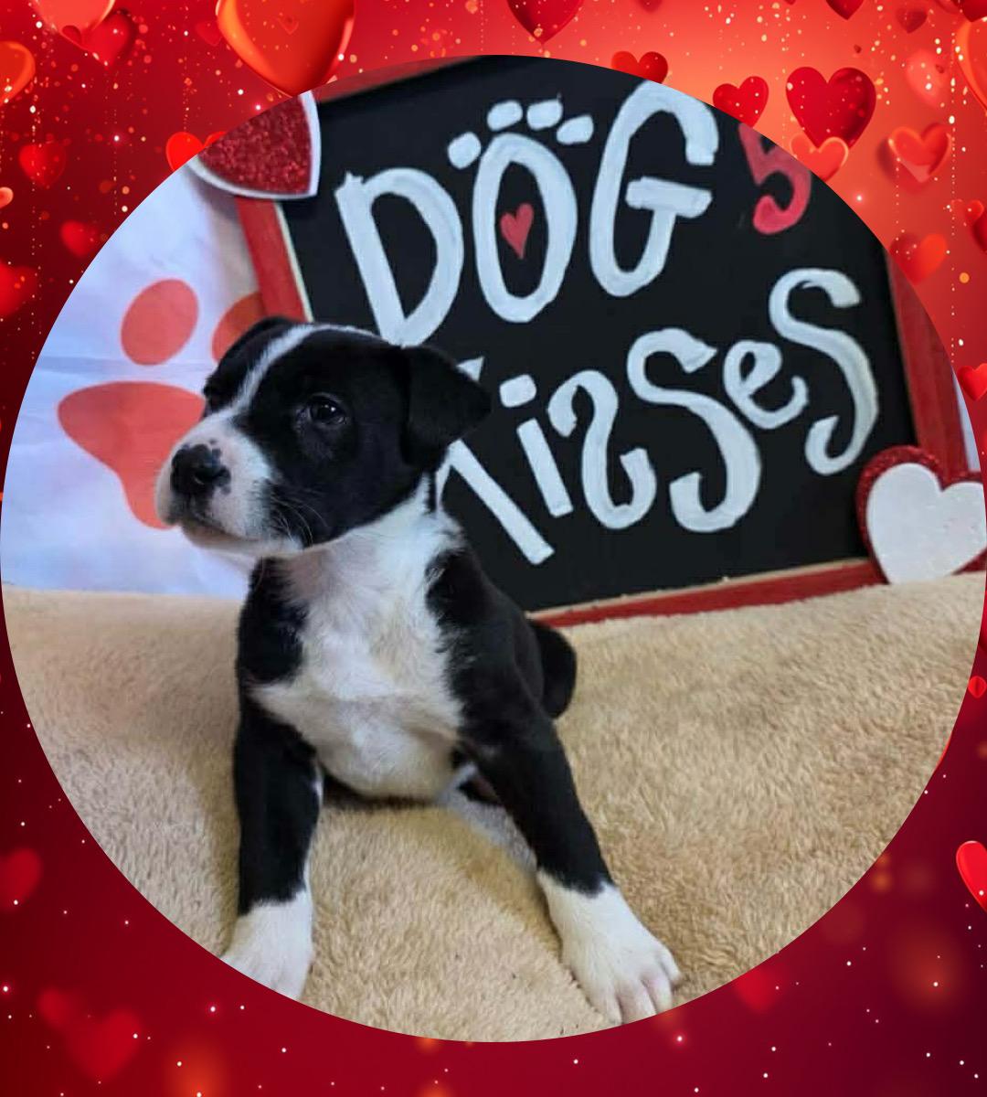 Enlarge OLLIE BABY, a ADOPTABLE mixed breed in Queen Creek, AZ image 4/4