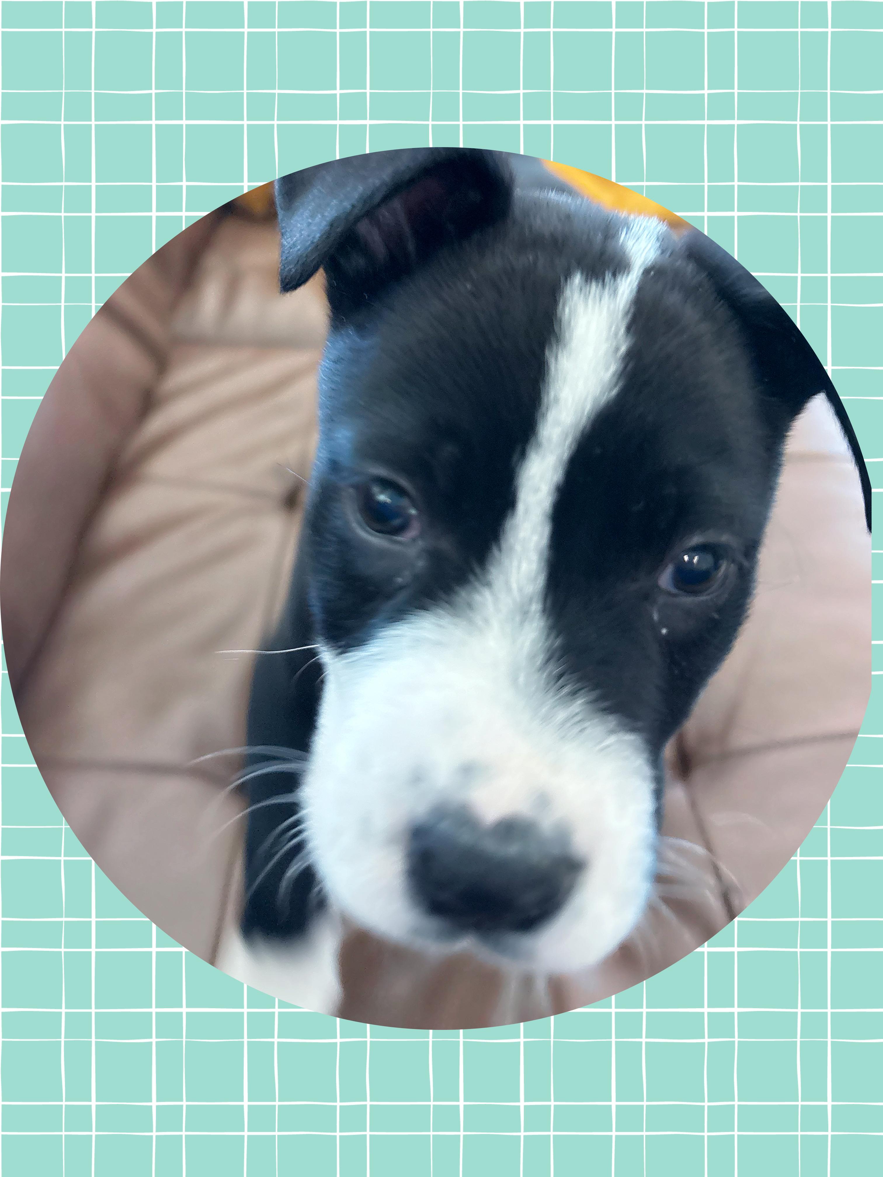 Enlarge OLLIE BABY, a ADOPTABLE mixed breed in Queen Creek, AZ image 2/4