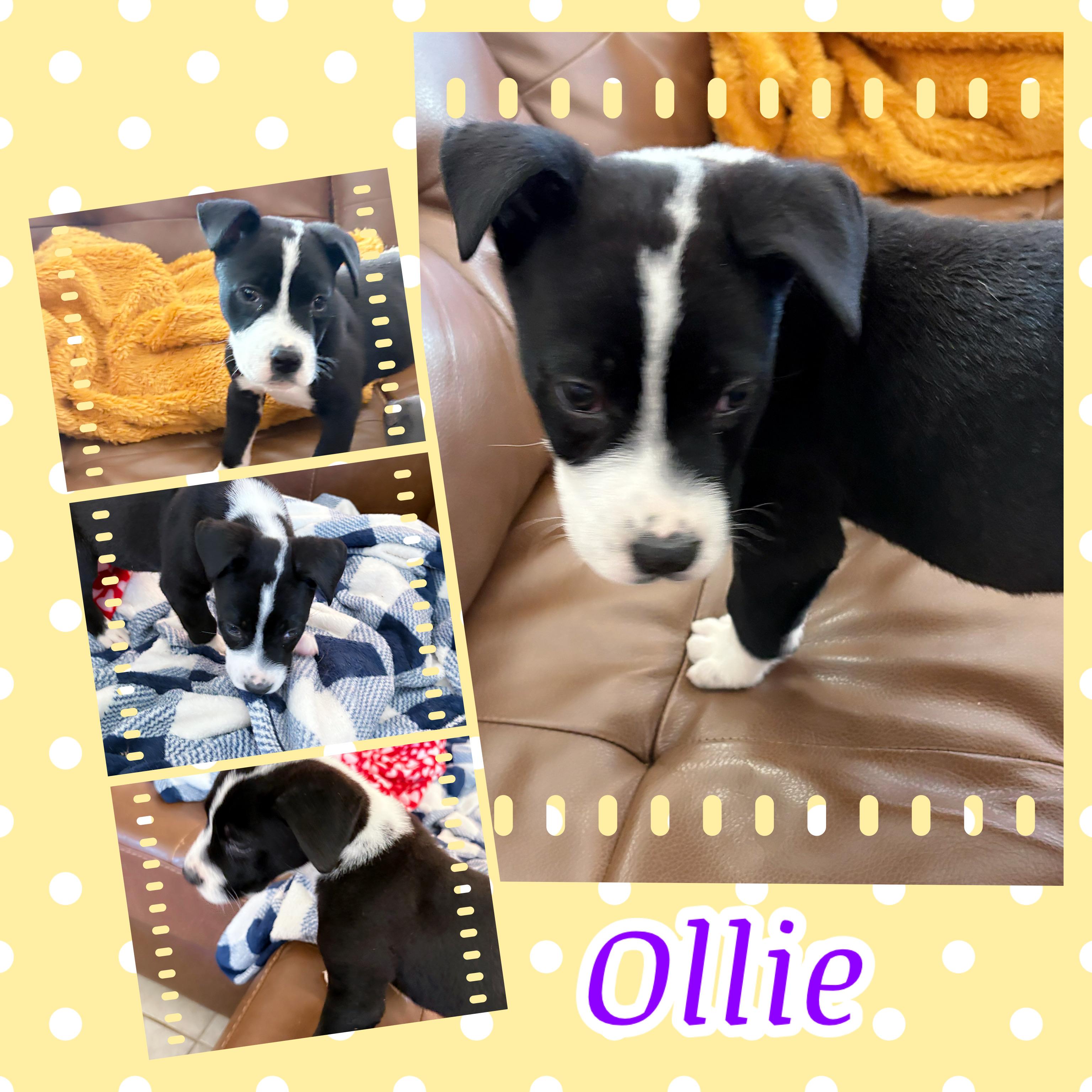Enlarge OLLIE BABY, a ADOPTABLE mixed breed in Queen Creek, AZ image 1/4